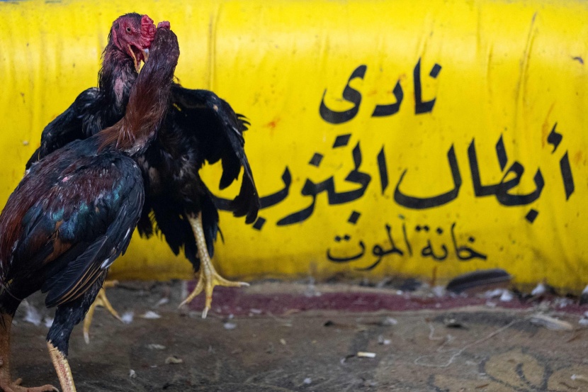 مصارعة الديوك .. هواية تمارس في العراق منذ عقود