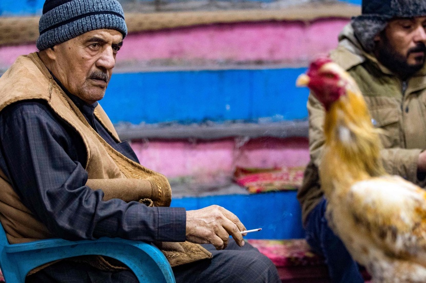 مصارعة الديوك .. هواية تمارس في العراق منذ عقود
