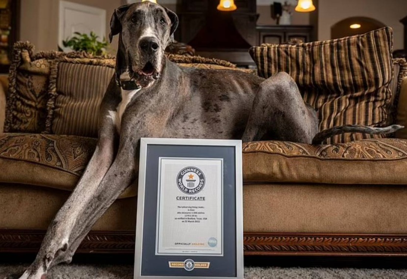 «بوبي» .. أكبر كلب في العالم يدخل موسوعة جينيس
