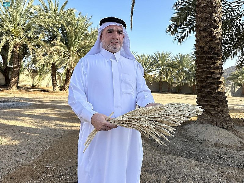 تلقيح النخيل في نجران .. قيمة غذائية وموروث أصيل