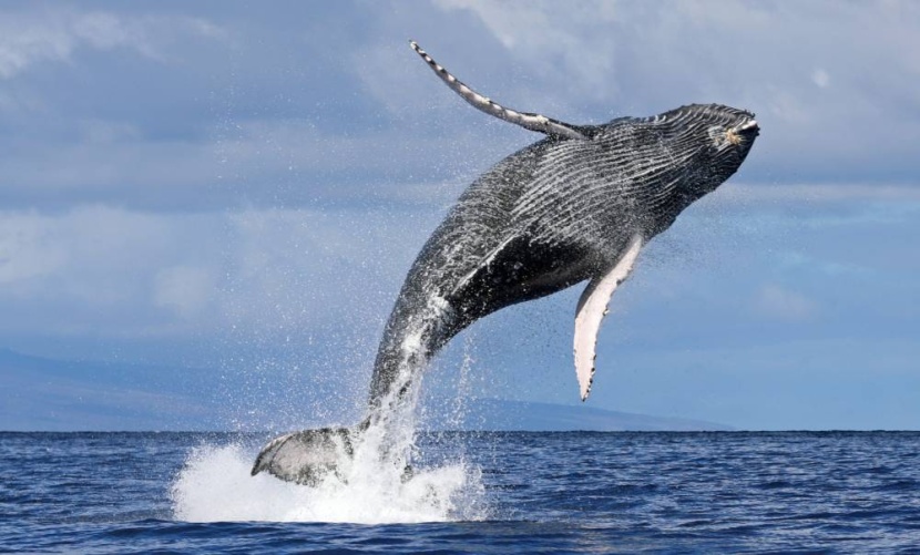 دراسة:  للحيتان دور مهم في إنتاج العوالق النباتية