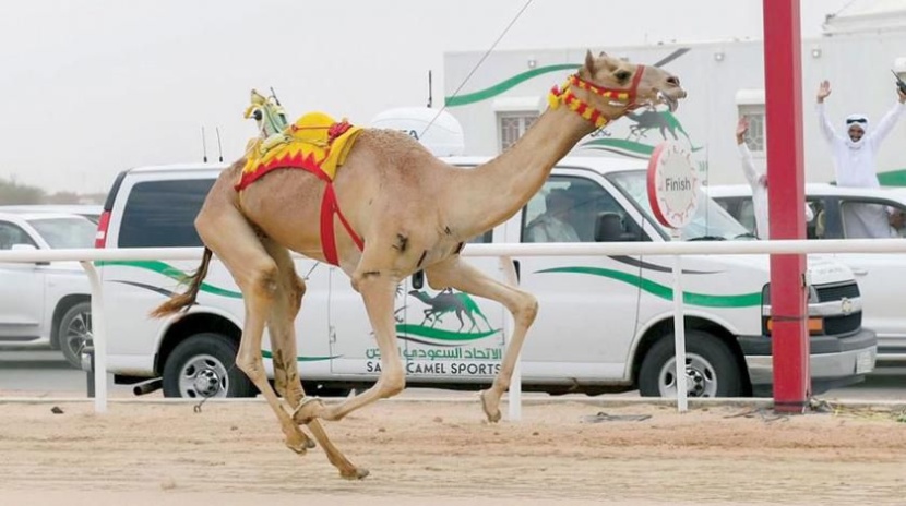 اللجنة المنظمة لكأس العلا للهجن تعلن شروط المشاركة في الماراثون