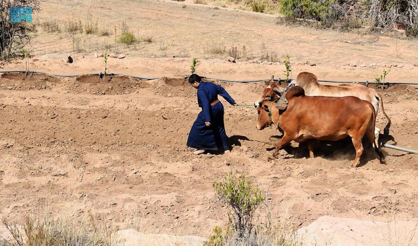 مزارعو عسير يبدؤون موسم الحراثة استعدادا لهطول الأمطار