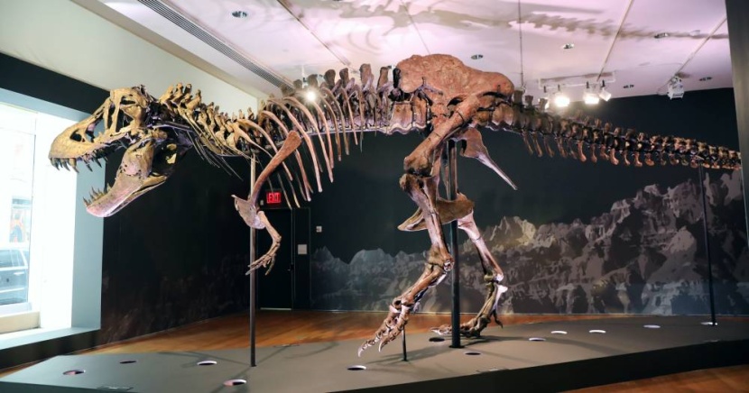 مزاد على هيكل عظمي لديناصور يعود إلى 67 مليون عام