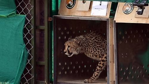 الهند تطلق فهودا ناميبية في البرية بعد 70 عاما من انقراضها