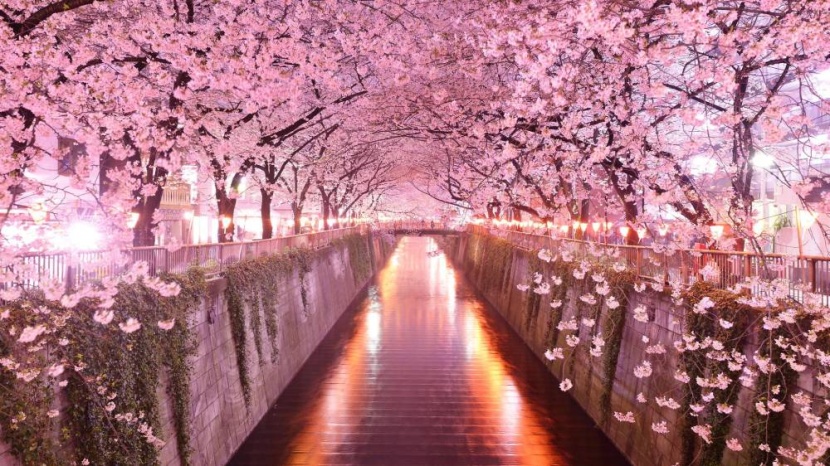 ارتفاع درجات الحرارة يفتتح موسم أزهار الكرز مبكرا