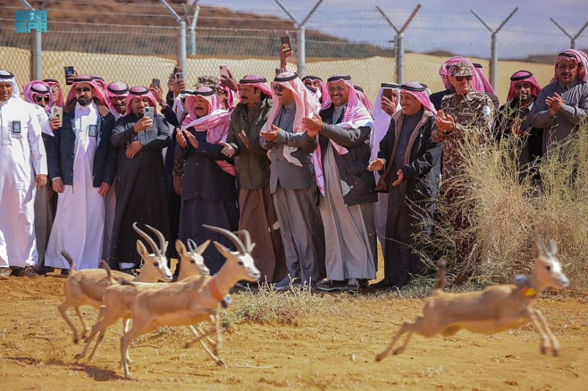 إطلاق 65 من المها وغزال الريم في محمية الملك سلمان بن عبدالعزيز الملكية