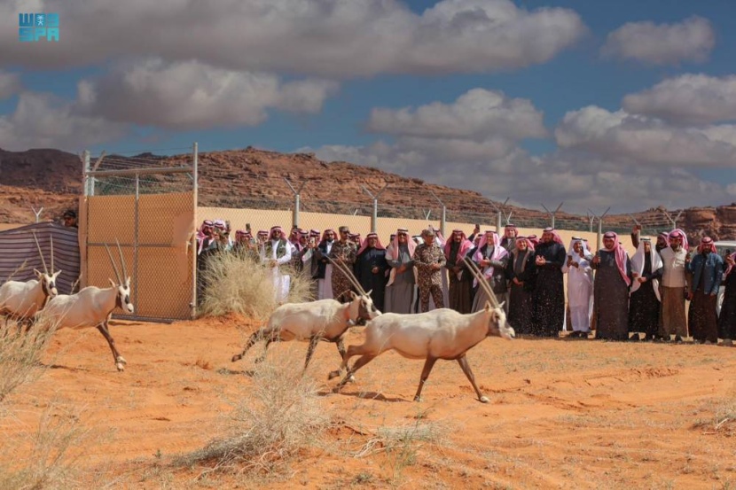 إطلاق 65 من المها وغزال الريم بمحمية الملك سلمان