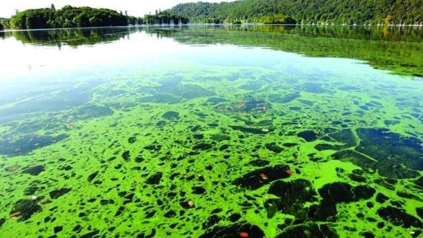 الطحالب السامة تضرب ساحل فلوريدا .. وتلغي حجوزات السياح