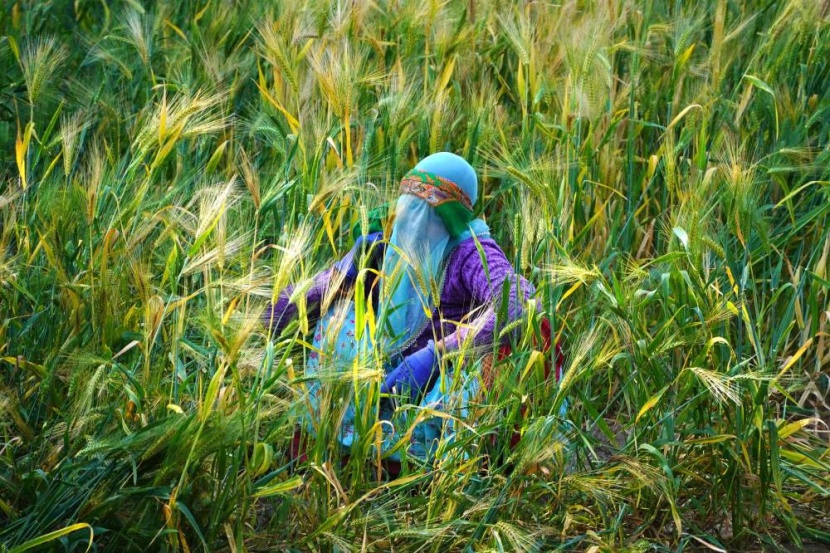 حصاد القمح