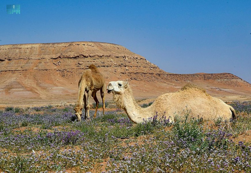 الفياض والشعبان في تبوك تزدان باللون الأخضر مع بواكير بداية الربيع