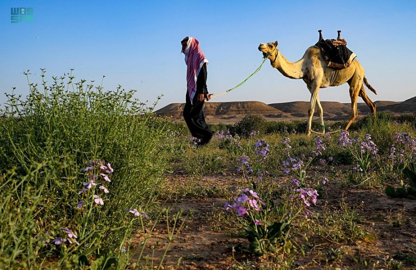الفياض والشعبان في تبوك تزدان باللون الأخضر مع بواكير بداية الربيع