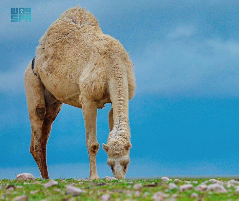 ربيع طريف