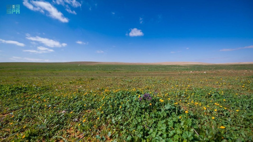 توثيق مشاهدة 88 نوعاً من الطيور و11 نوعا من الثدييات الأرضية في محمية الإمام تركي بن عبدالله الملكية