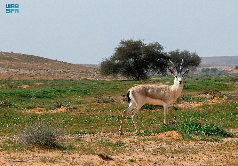توثيق مشاهدة 88 نوعاً من الطيور و11 نوعا من الثدييات الأرضية في محمية الإمام تركي بن عبدالله الملكية