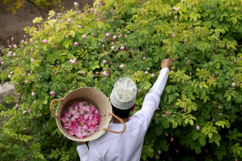 قطف الورد