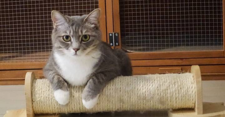 قطط المنازل لا تشعر بالسعادة عند شراء حيوان جديد