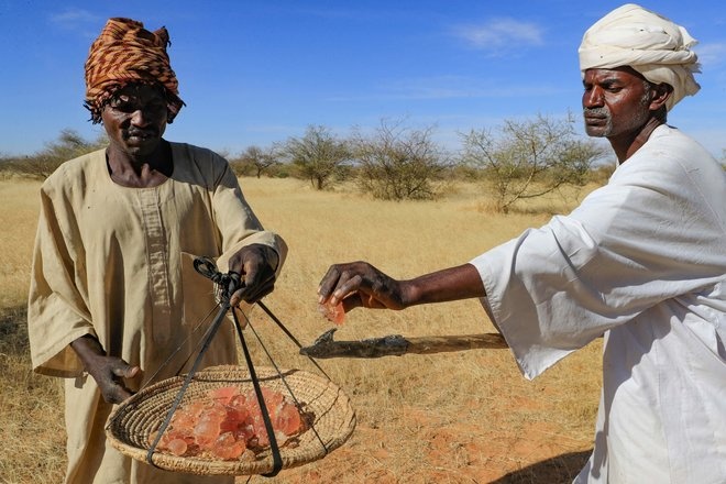 الصراع في السودان يهدد إمدادات الصمغ العربي وصناعة المشروبات الغازية 