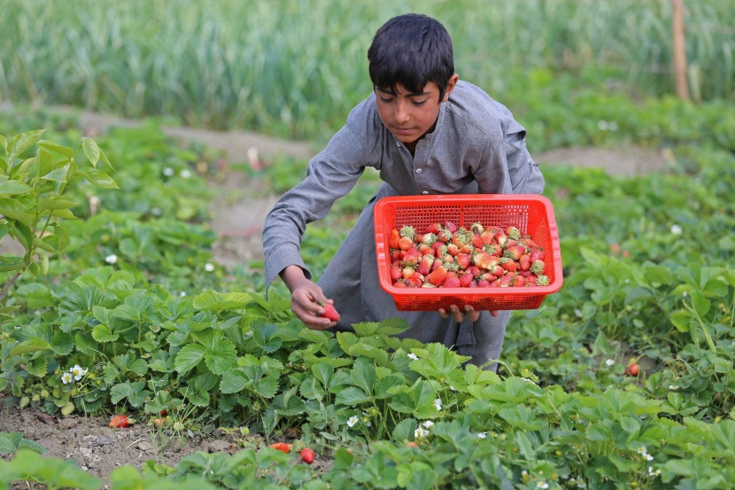أفغانستان .. موسم حصاد الفراولة