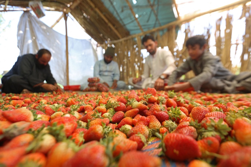 أفغانستان .. موسم حصاد الفراولة