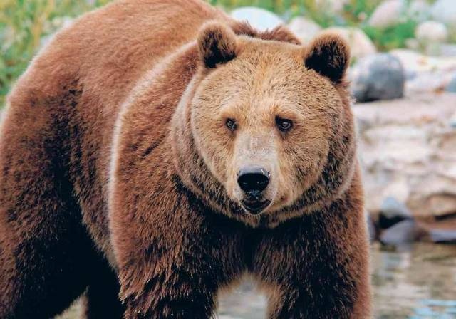 دب يقتل إيطاليا خلال ممارسته الرياضة