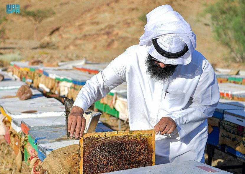 أشهرها المورينجا .. تبوك تنتج 43 ألف كيلوجرام من العسل سنويا
