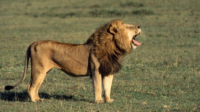 كينيا .. رعاة يقتلون 6 أسود بعد تعرض ماشيتهم للهجوم