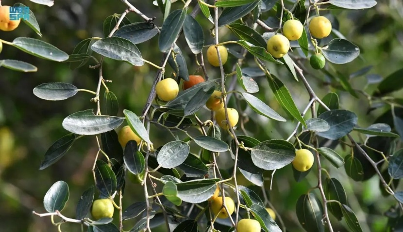 عسل السدر .. مذاق عالمي بنكهة سعودية