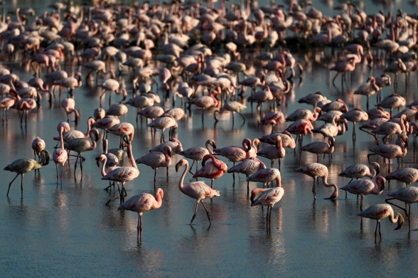 طيور النحام