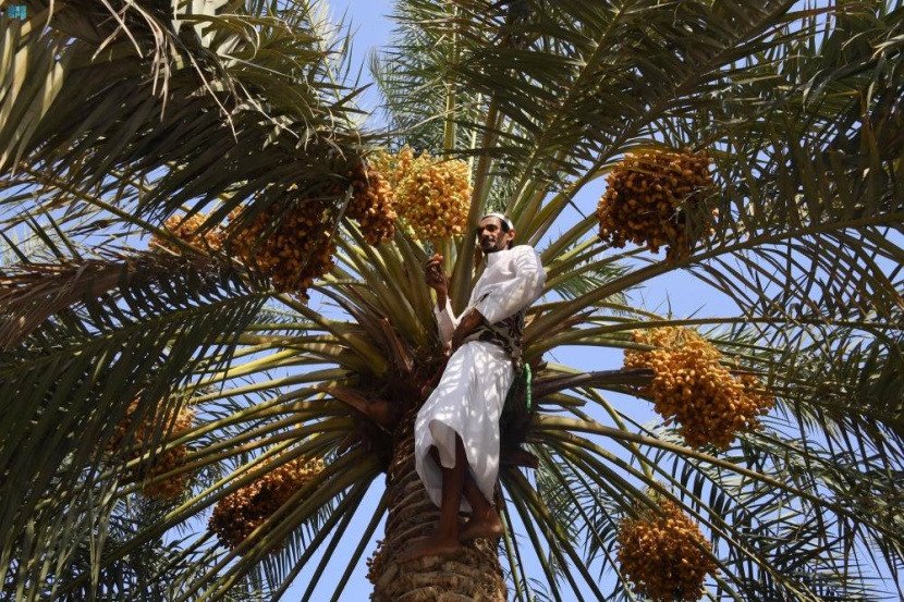 جنى مزارعو الأحساء مطلع الأسبوع الجاري، بواكير محاصيل رطب الغر والطيار والمجناز، التي توافرت في أسواق النفع العام والتمور في المحافظة بسعر يتراوح ما بين 20 إلى 80 ريالا للكرتون، بحسب نوع الثمرة وحجمها ونظافتها."واس" رطب الأحساء
