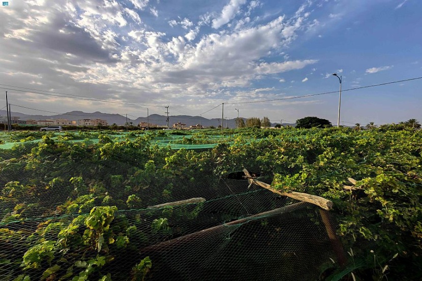 زراعة العنب في نجران .. فصول نجاح وتمسك بالموروث