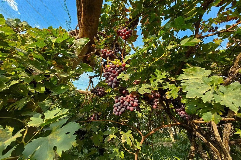 زراعة العنب في نجران .. فصول نجاح وتمسك بالموروث