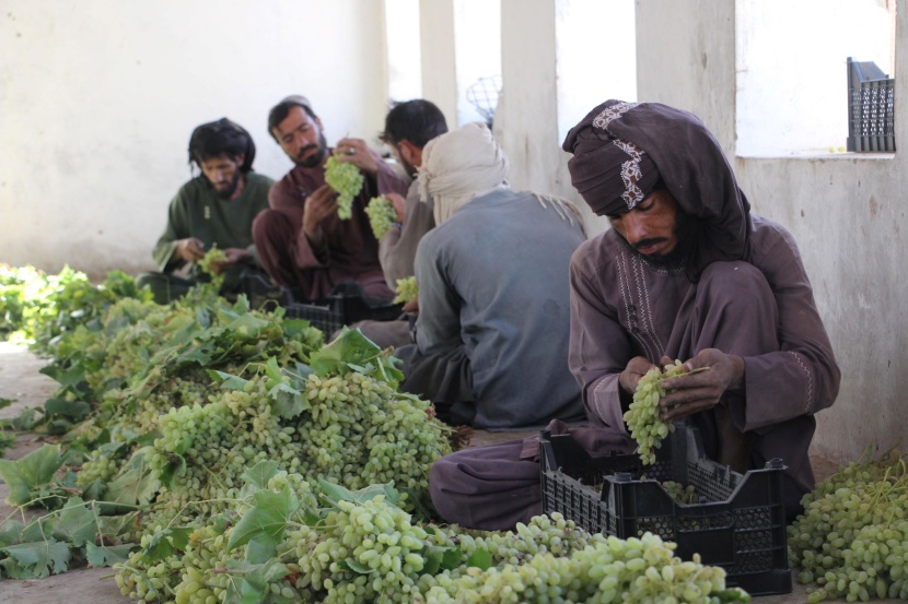 حصاد العنب في أفغانستان