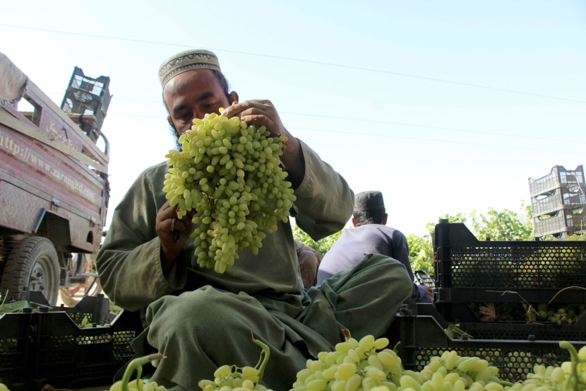 حصاد العنب في أفغانستان