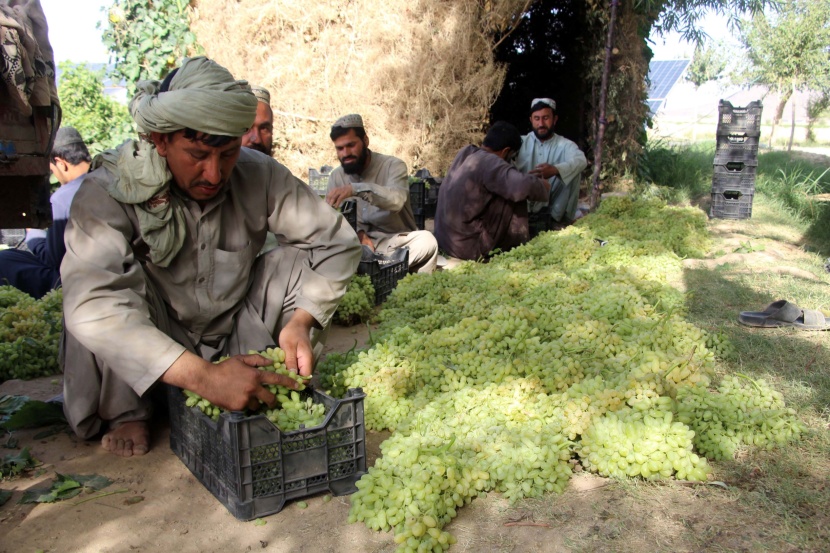 حصاد العنب في أفغانستان
