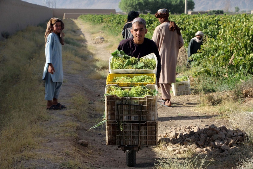 حصاد العنب في أفغانستان