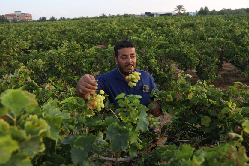 قطف العنب والتين الشوكي في غزة