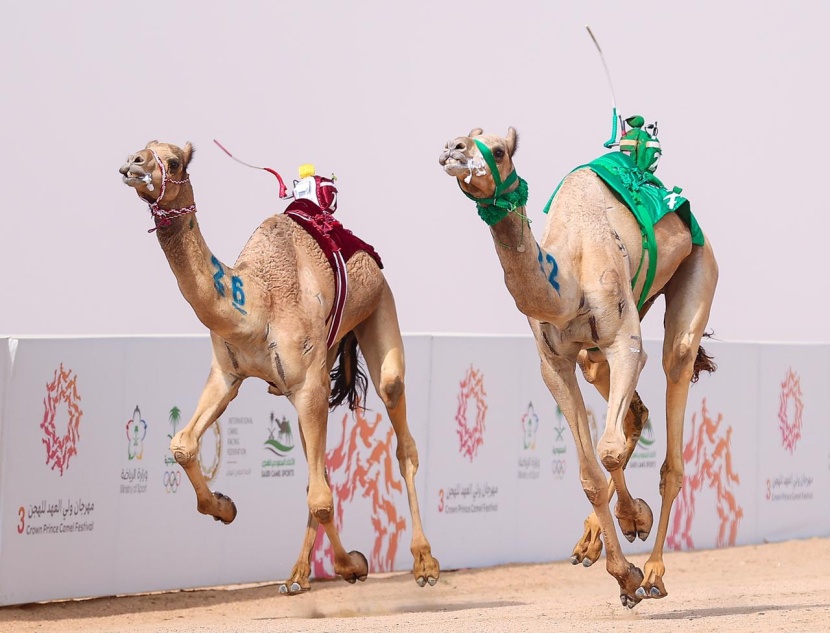 أرقام جديدة ينتظر تحقيقها في مهرجان ولي العهد للهجن 2023