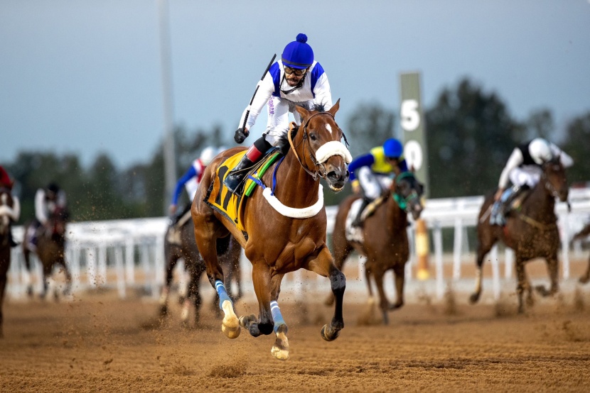 الفرس "نافذة" تتوج بكأس مهرجان الورد الطائفي