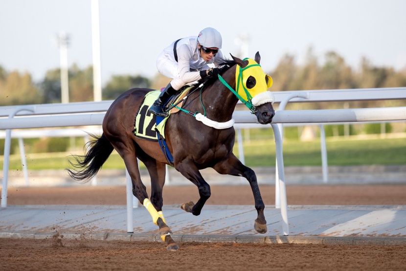 الفرس "نافذة" تتوج بكأس مهرجان الورد الطائفي