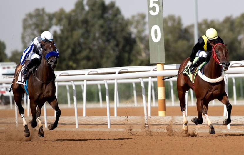 موسم سباقات الطائف.. "بحر زاخر" يختتم الحفل الـ 23 بجوائز تفوق نصف مليون ريال