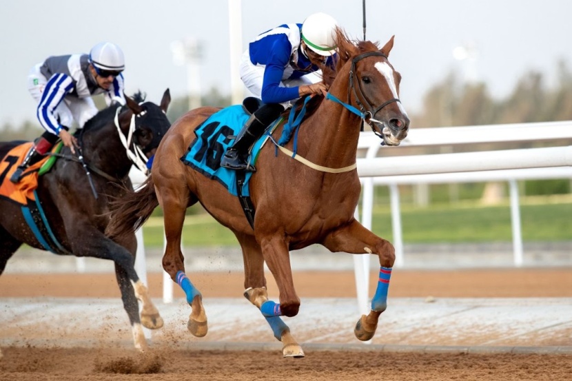 موسم سباقات الطائف.. "بحر زاخر" يختتم الحفل الـ 23 بجوائز تفوق نصف مليون ريال