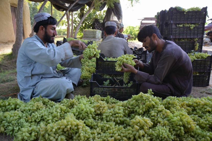 حصاد العنب