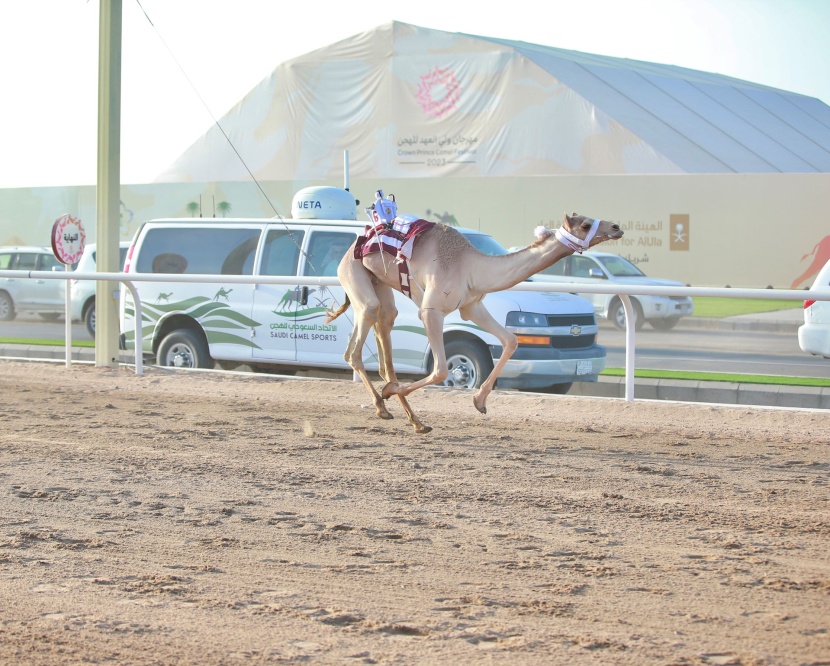 "جالوت" تخطف التوقيت الأفضل في اليوم الأول من مهرجان ولي العهد للهجن