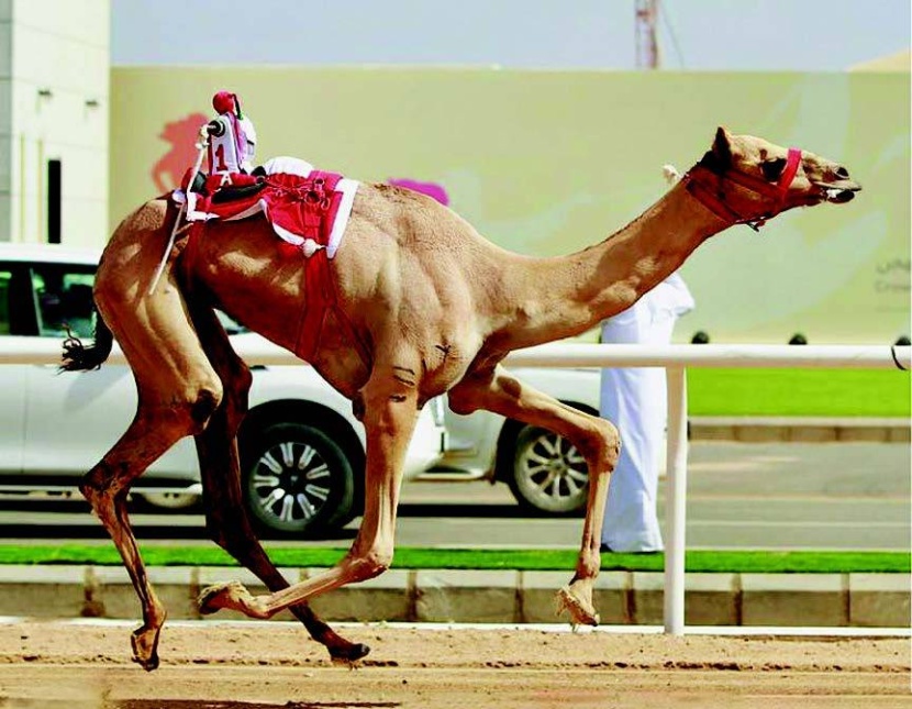 «شاهين» تحقق الشوط الرئيس لـ «الجذع»
