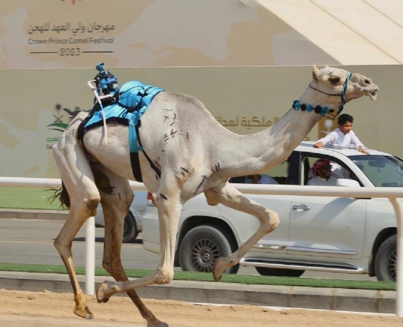 «قطنه» الأفضل في «الحيل والزمول»