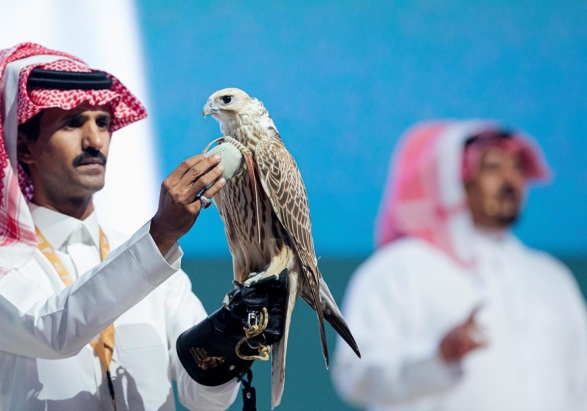 بيع أغلى صقر حر في الشرق الأوسط بنصف مليون ريال 