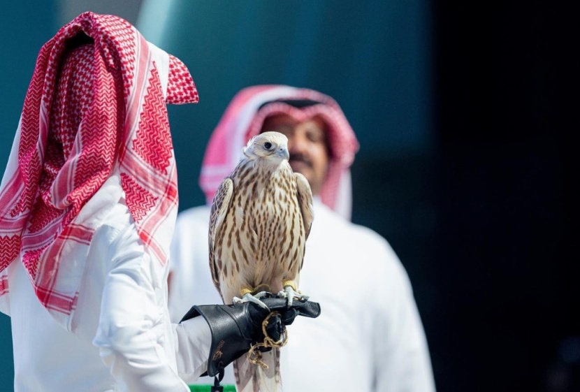 بيع أغلى صقر حر في الشرق الأوسط بنصف مليون ريال 