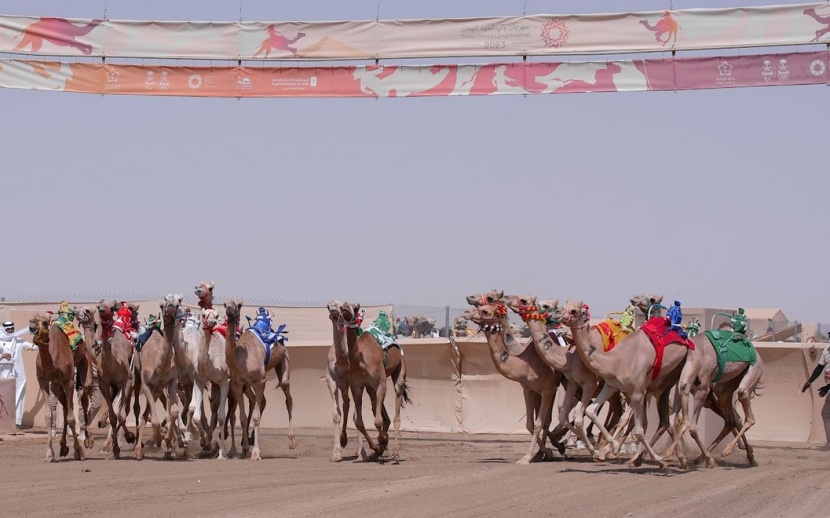 برنامج الهجن الغذائي قبل السباقات .. حنكة وخبرة مضمر