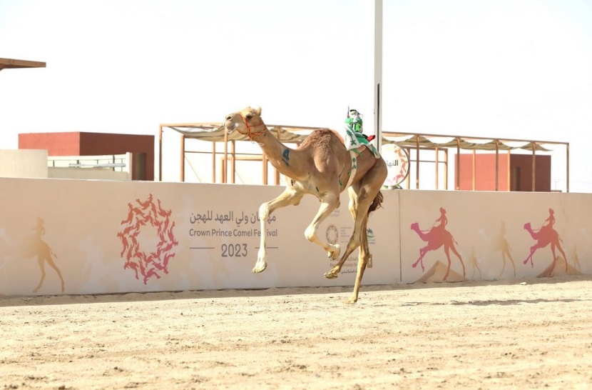 الشطير: تحكيم الأشواط في مهرجان ولي العهد وفق أعلى التقنيات